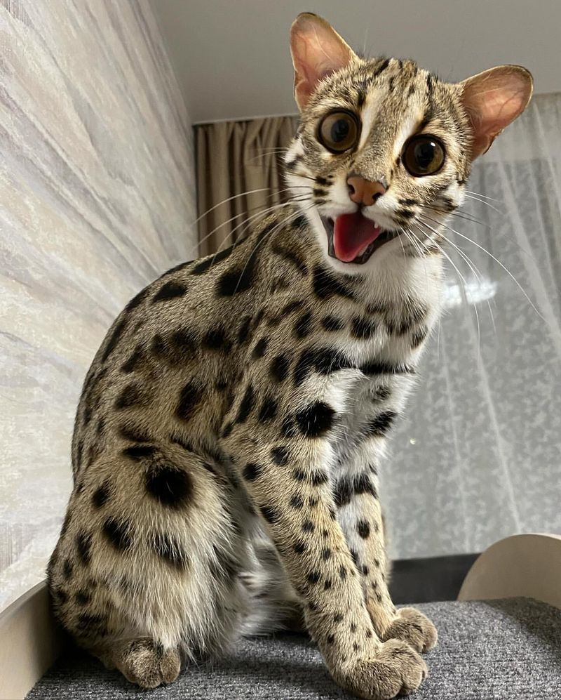 Asian Leopard Cat