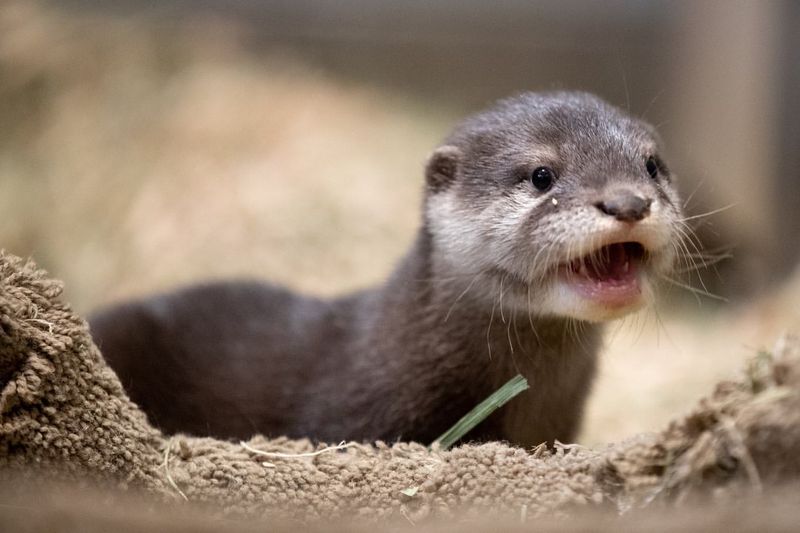 Asian Small-clawed Otter