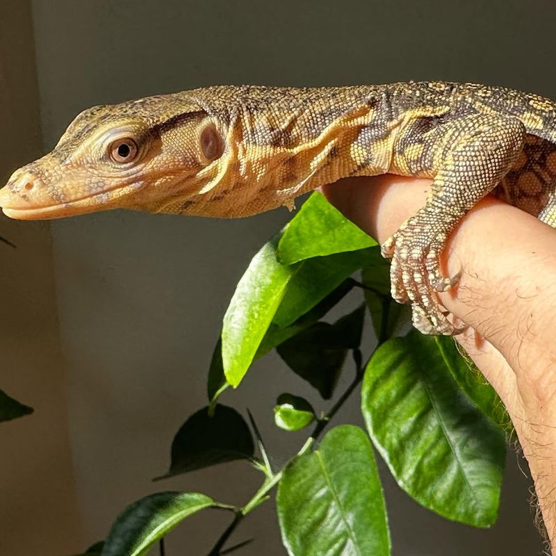 Asian Water Monitor