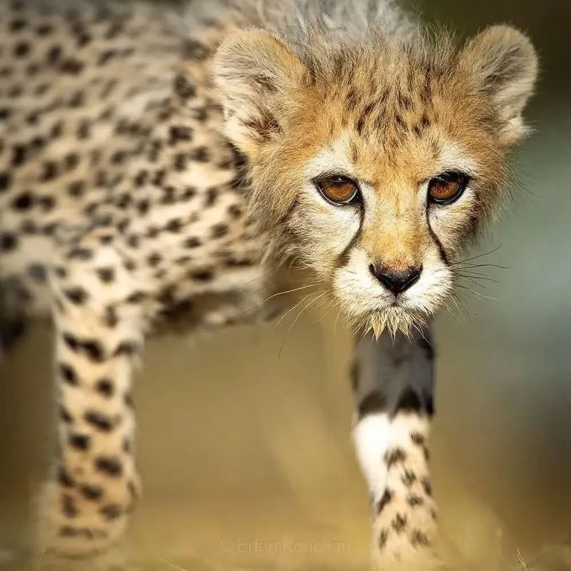 Asiatic Cheetah