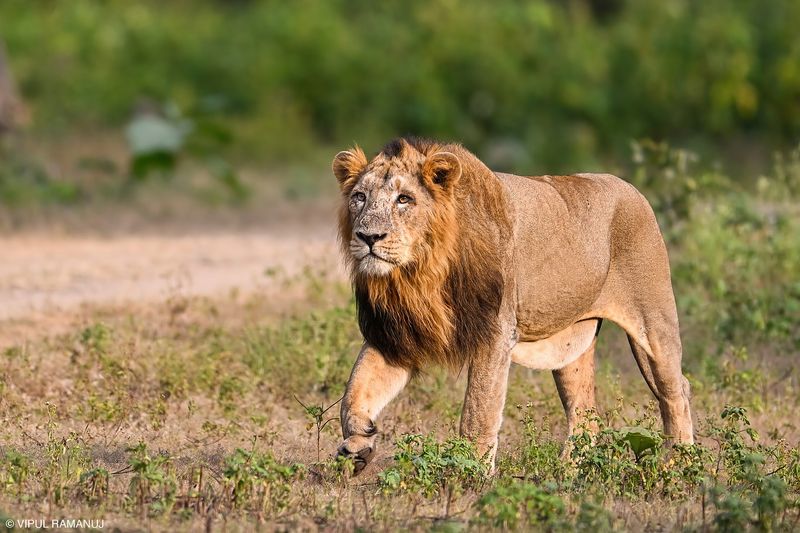 Asiatic Lion