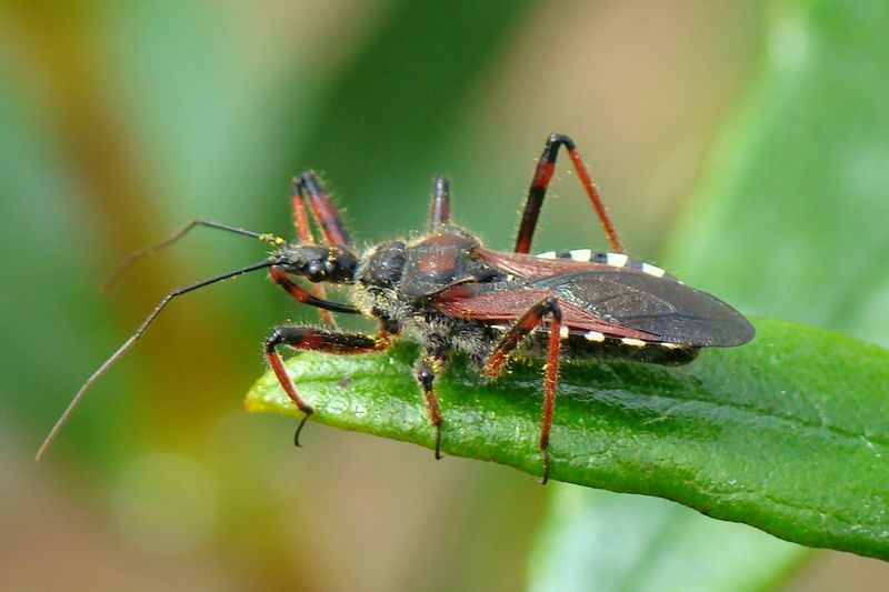 Assassin Bugs