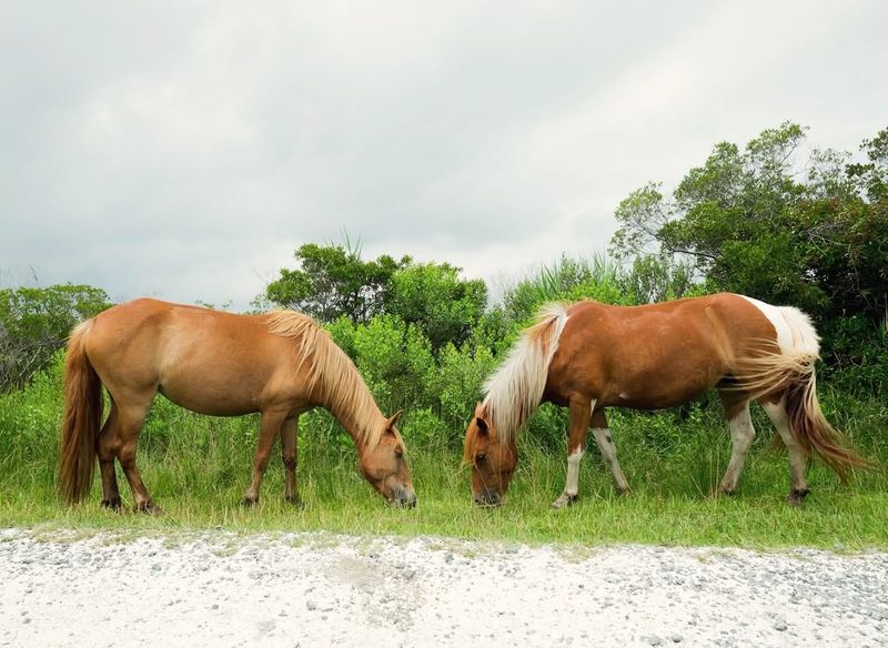 Assateague Horses of Maryland