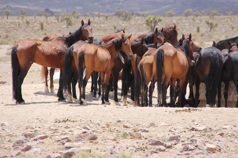 Bureau Of Land Management Herd Management Areas