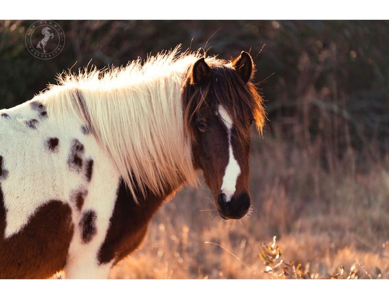 Assateague Island National Seashore, Maryland/Virginia