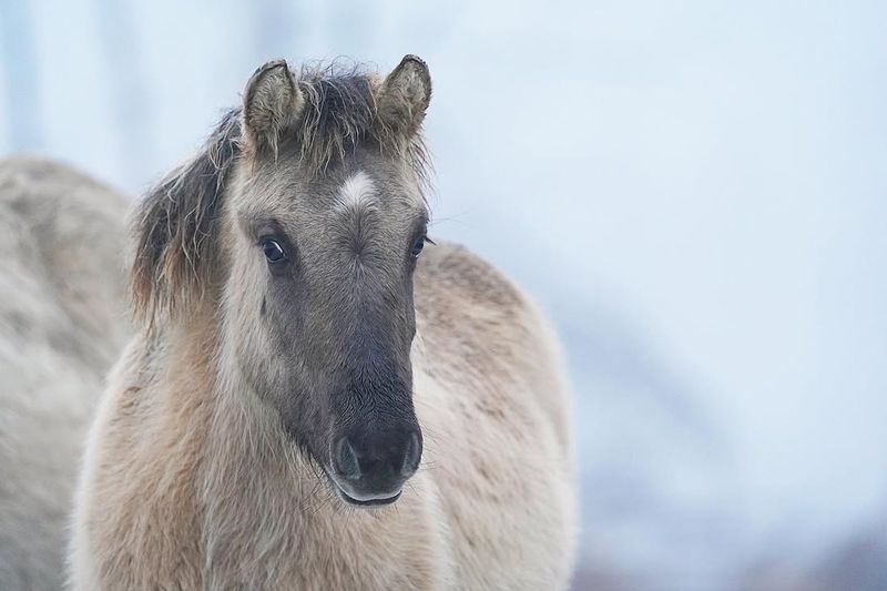 Konik