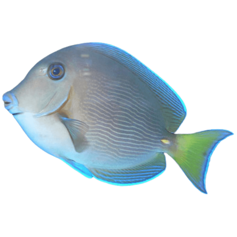 Atlantic Blue Tang