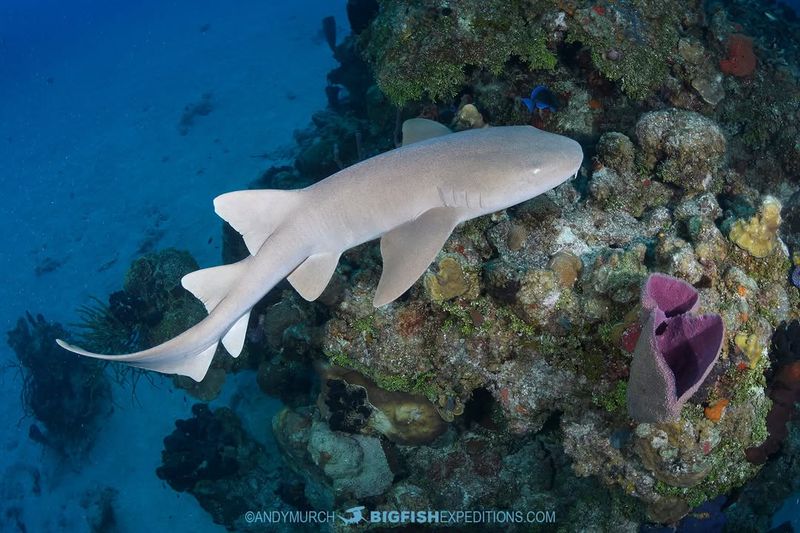 Atlantic Ghost Shark