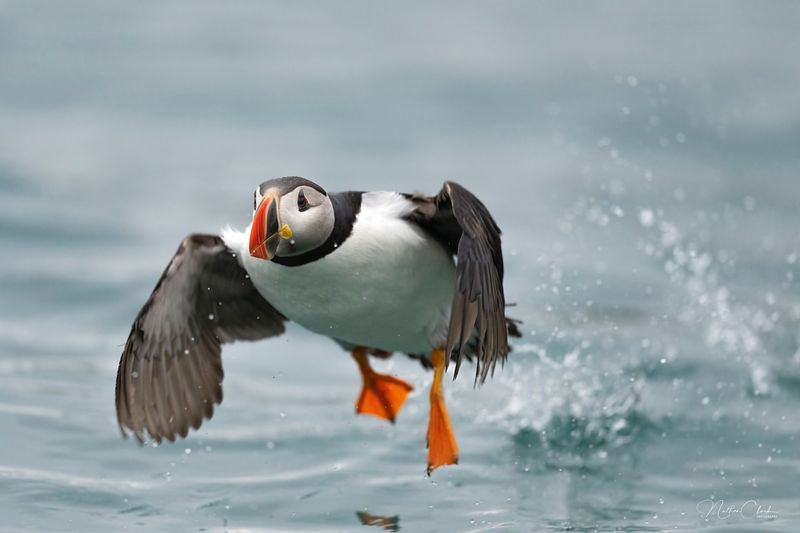 Atlantic Puffin