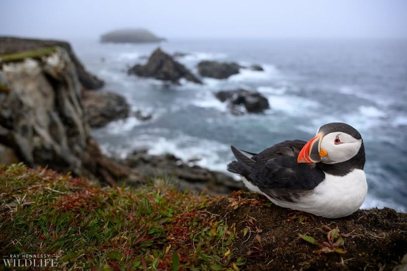 Atlantic Puffin