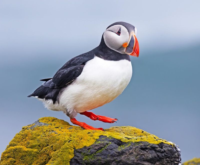 Atlantic Puffin (Maine)