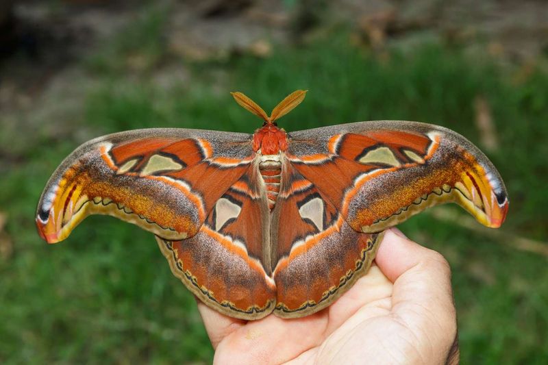 Atlas Moth