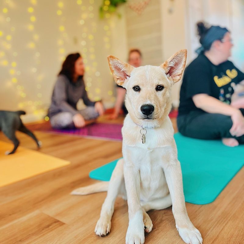 Attend a Pet Yoga Class