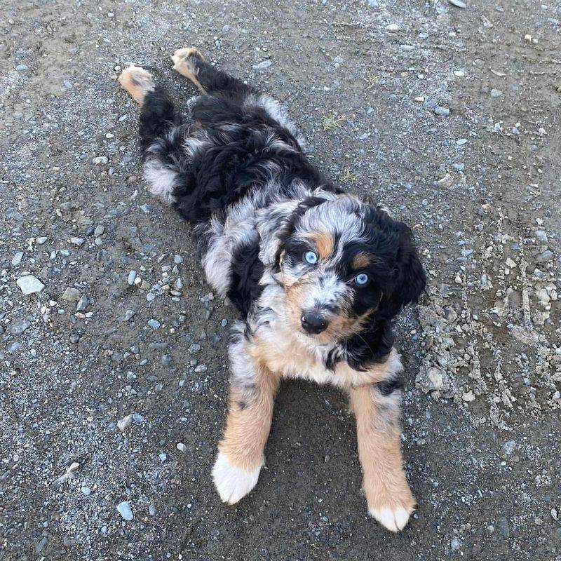 Aussiedoodle