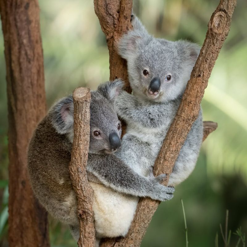 Australia Zoo, Australia