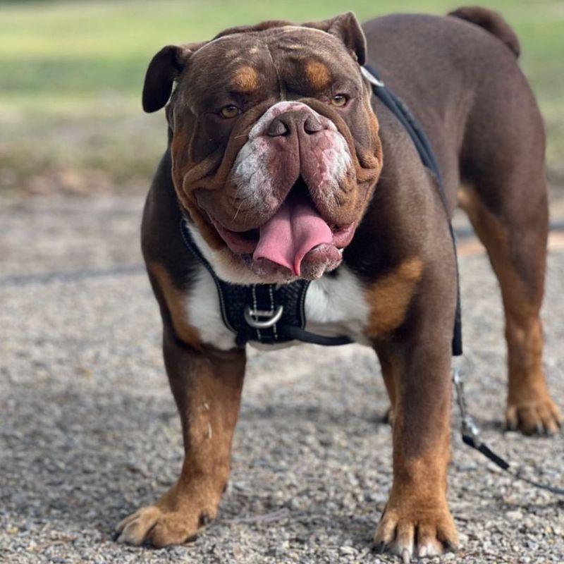 Australian Bulldog