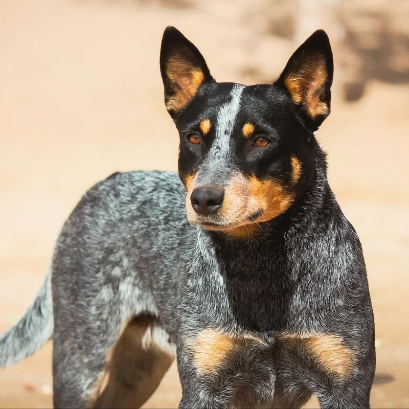 Australian Cattle Dog