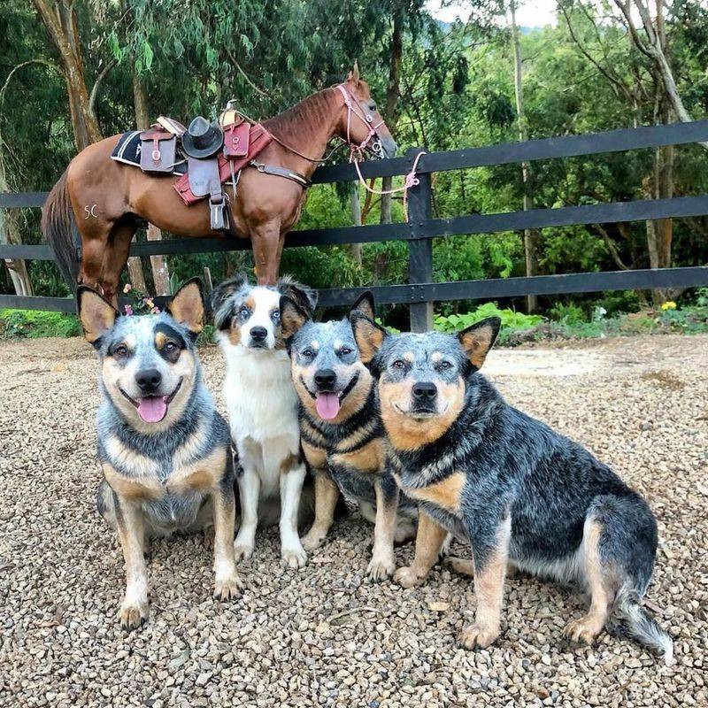 Australian Cattle Dog