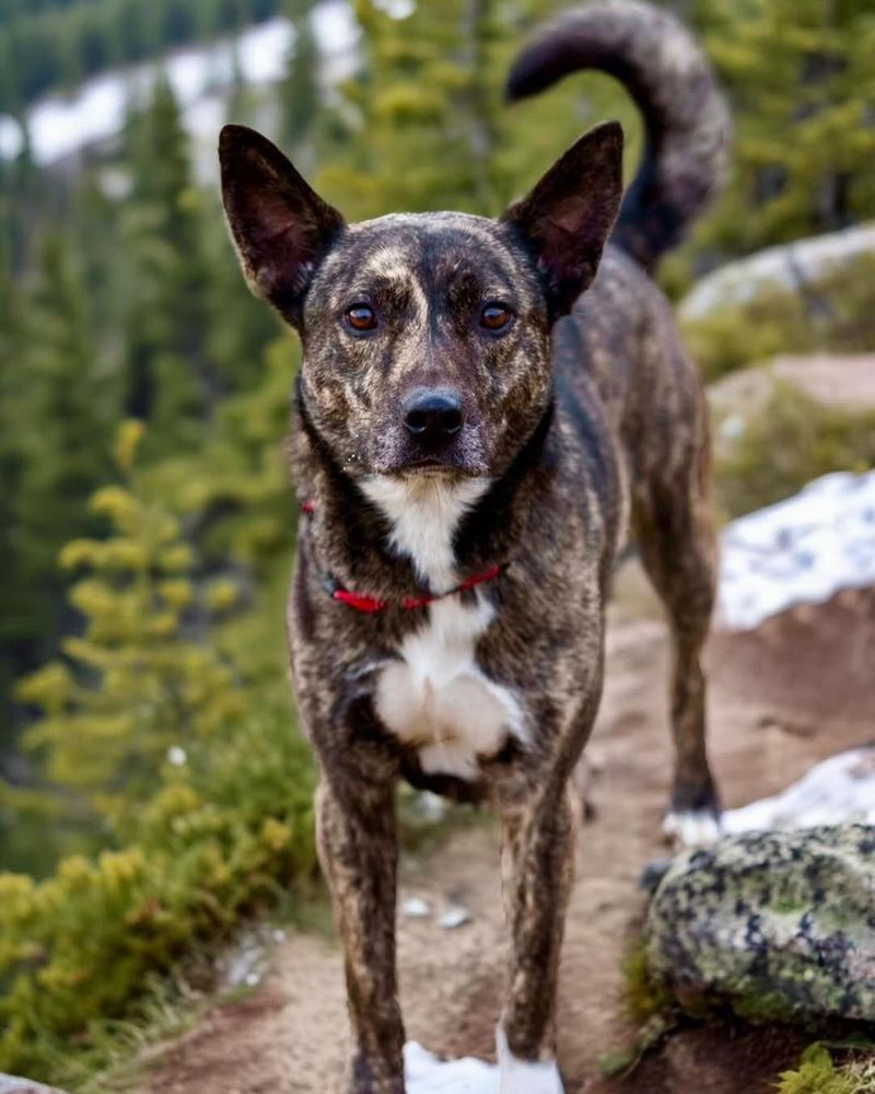 Australian Cattle Dog