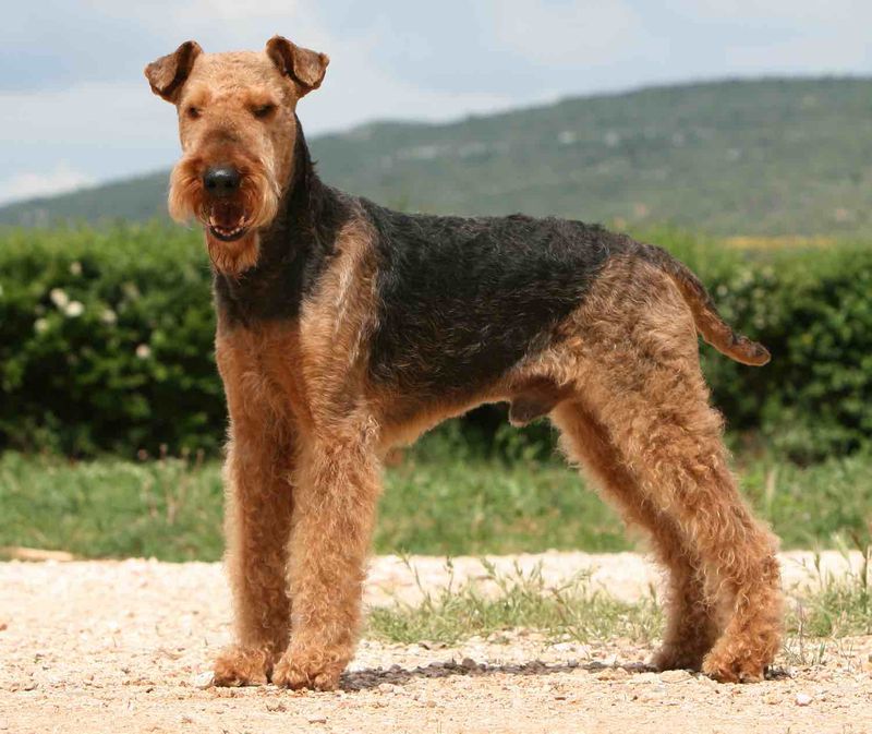 Airedale Terrier