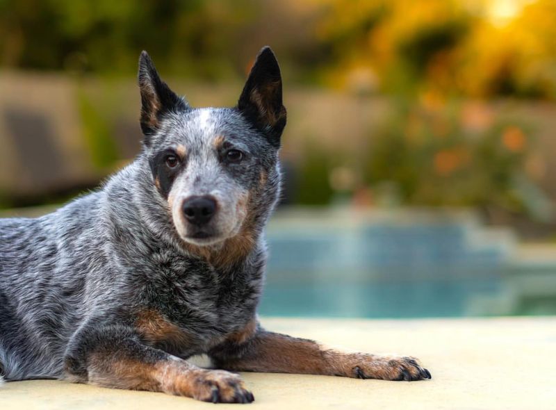 Australian Cattle Dog