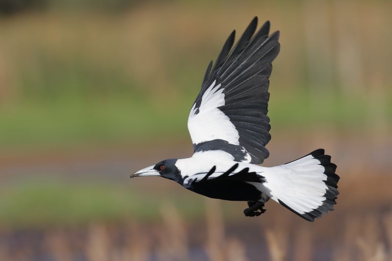 Australian Magpie