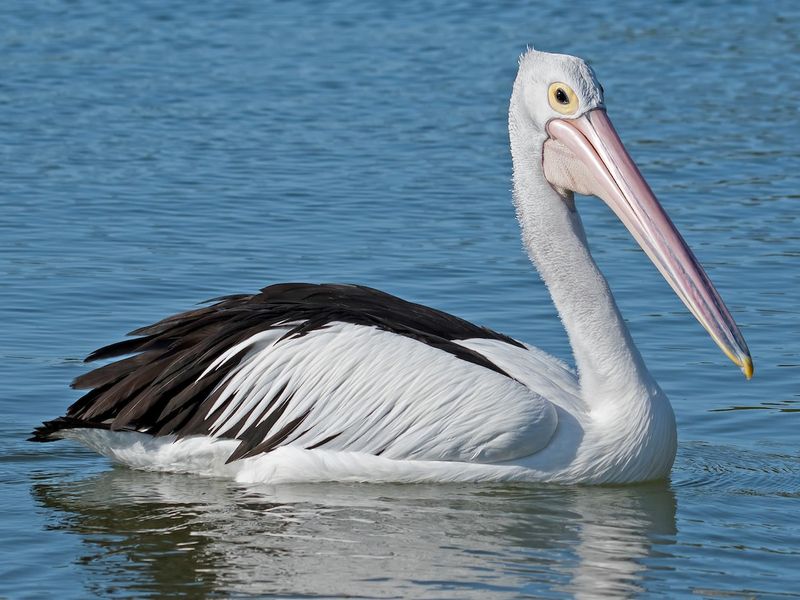 Australian Pelican