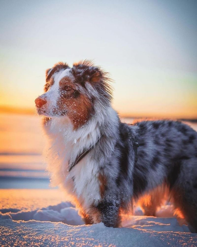 Australian Shepherd