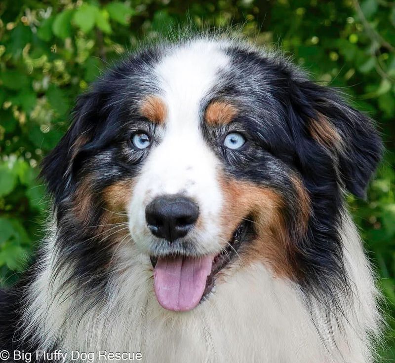 Australian Shepherd