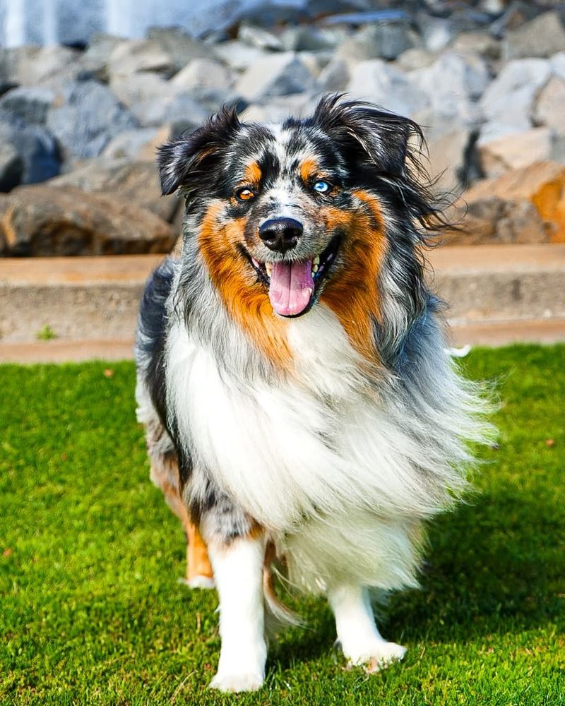 Australian Shepherd