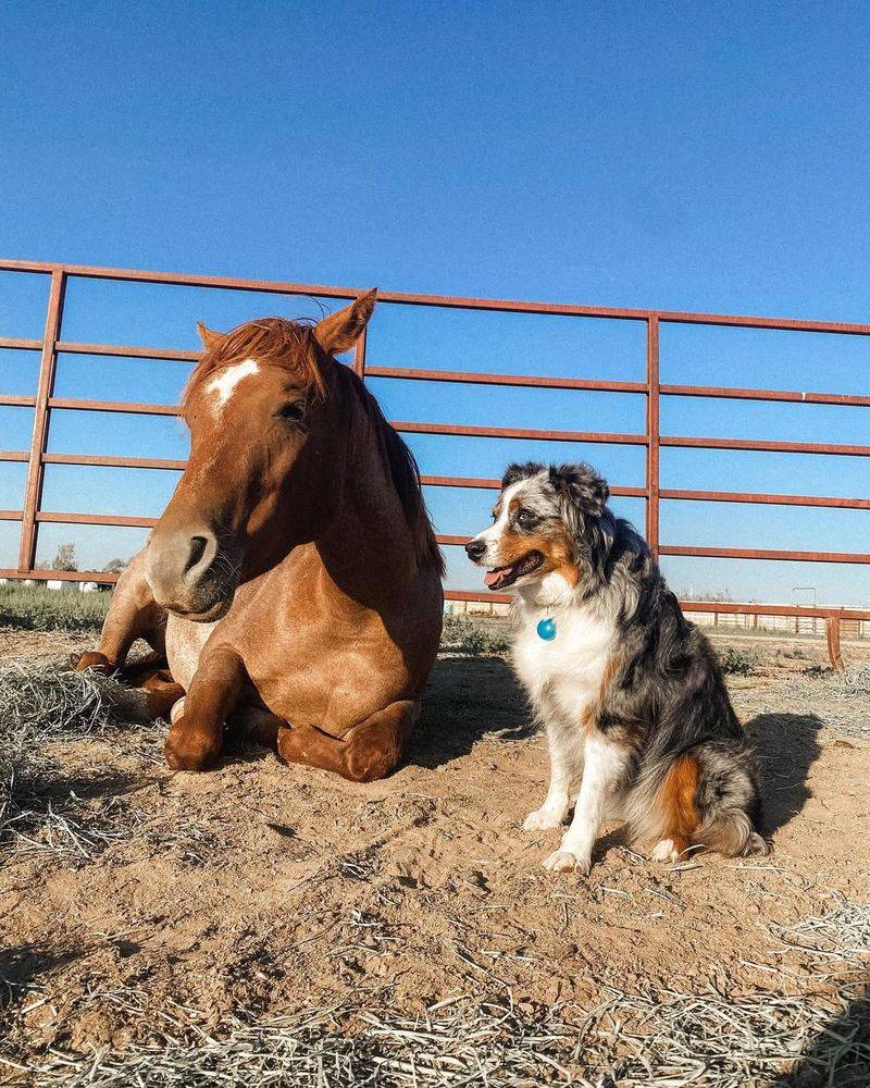 Australian Shepherd