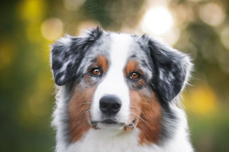 Australian Shepherd