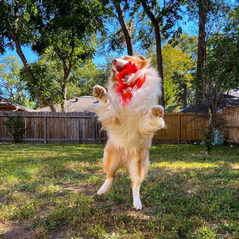 Australian Shepherd