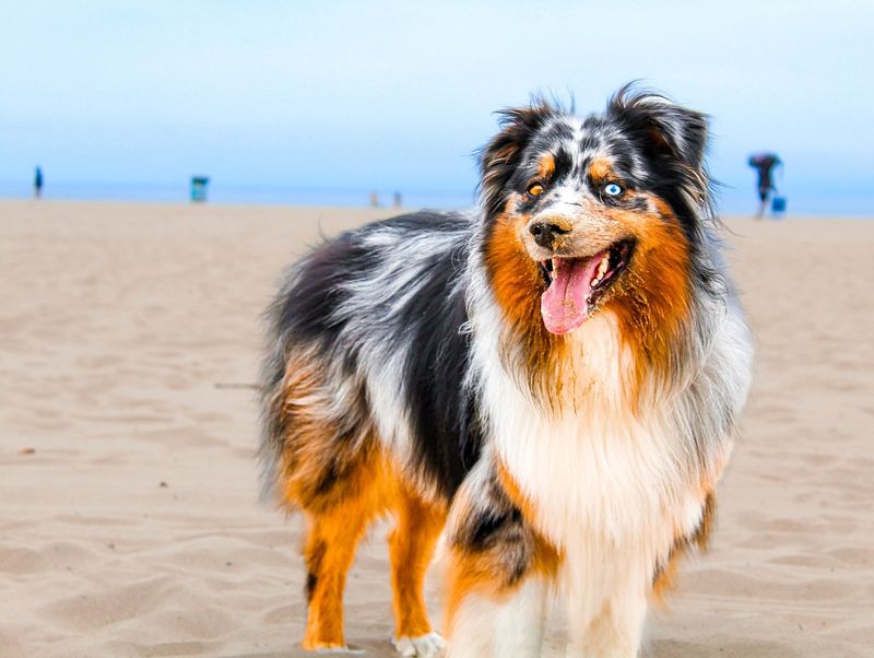 Australian Shepherd