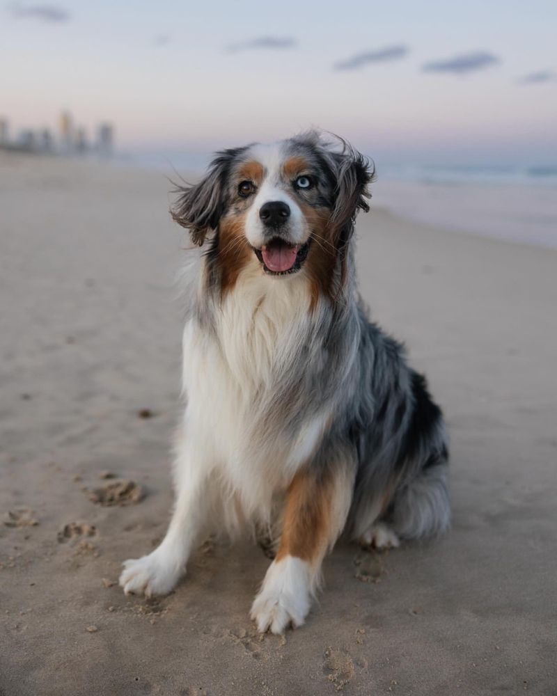 Australian Shepherd