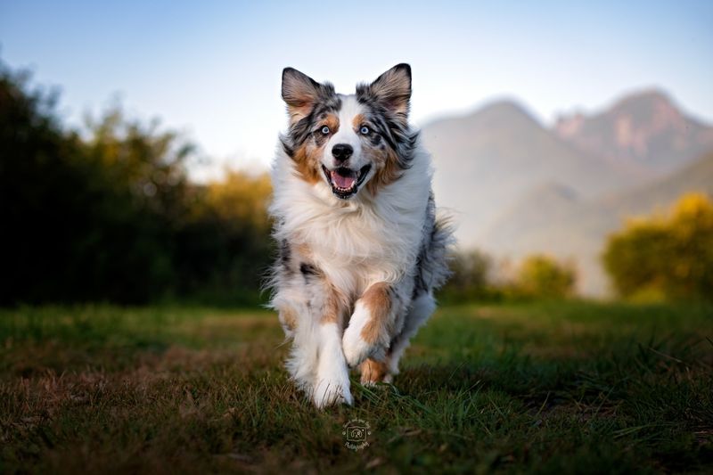 Australian Shepherd