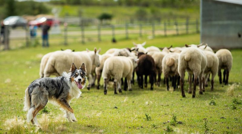 Australian Shepherd