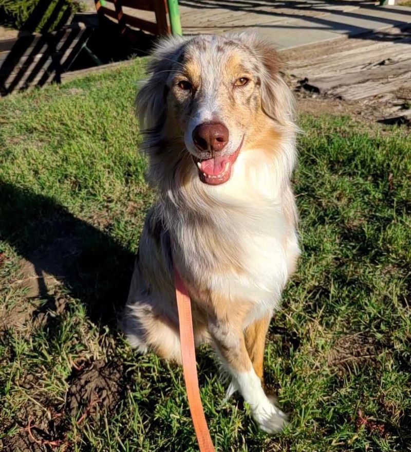 Australian Shepherd