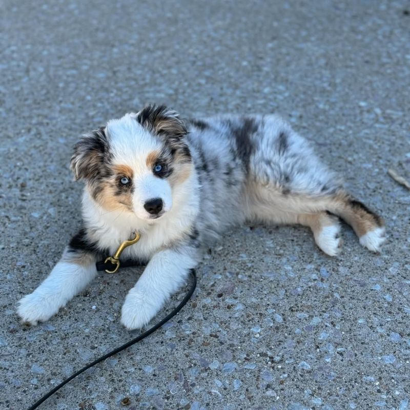 Australian Shepherd Puppy