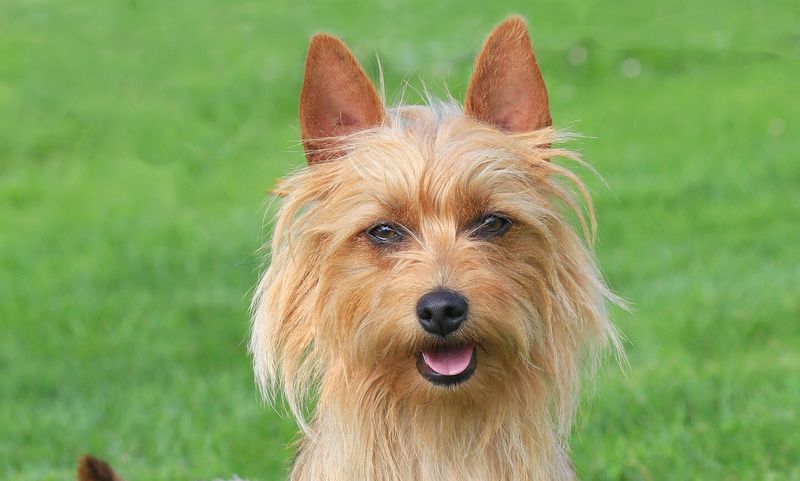 Australian Terrier