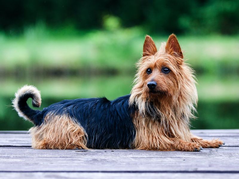 Australian Terrier