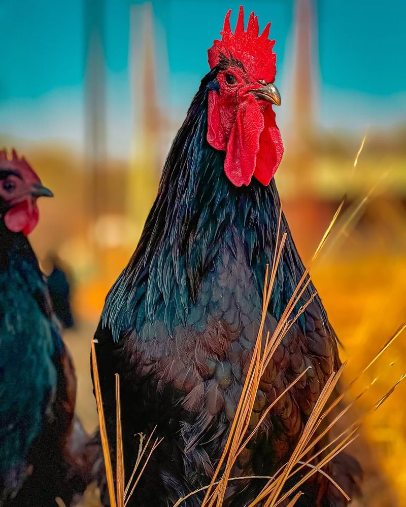 Australorp