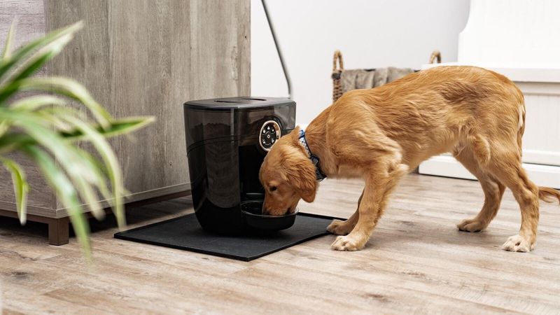 Automatic Pet Feeder