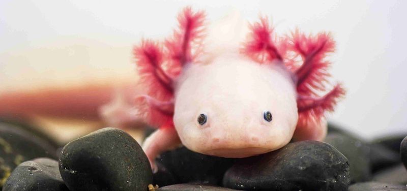 Axolotl