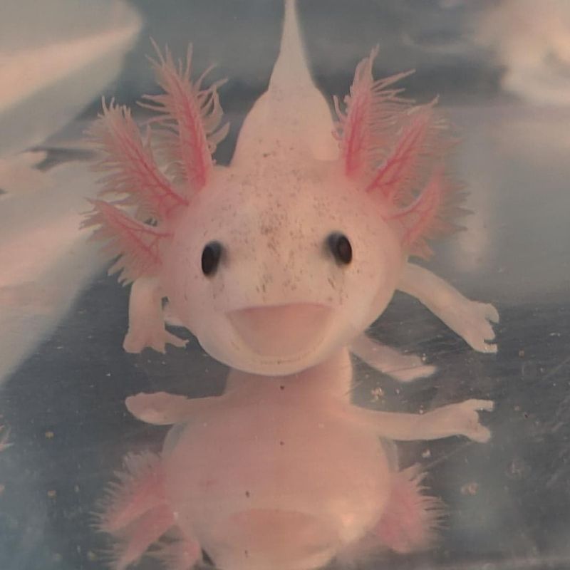 Axolotl