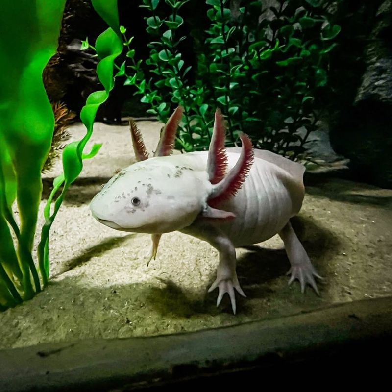 Axolotl