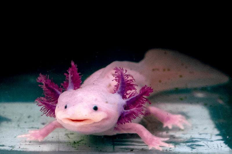 Axolotl - The Perpetual Larva