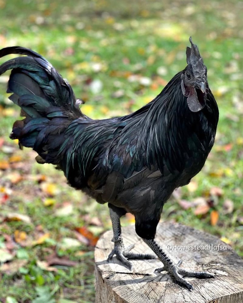 Ayam Cemani ($2,500)