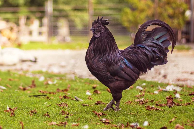 Ayam Cemani