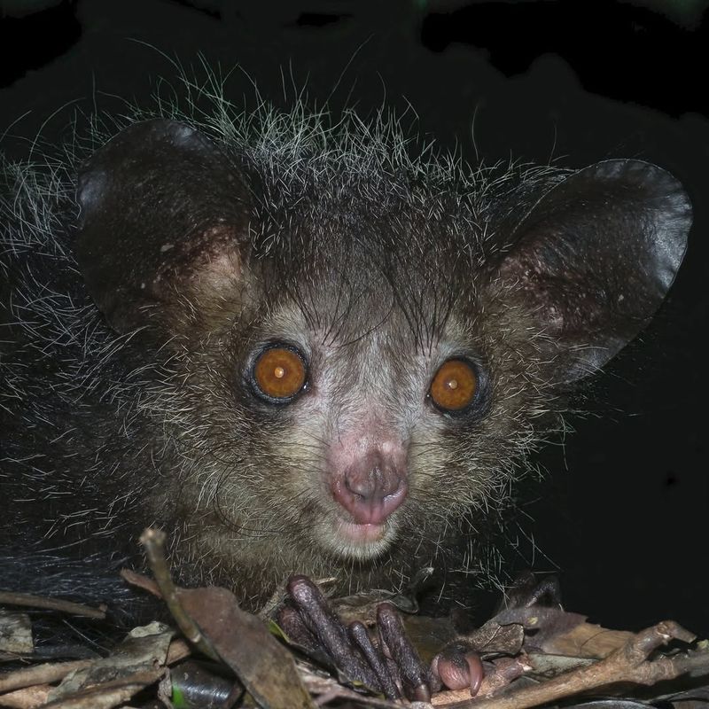 Aye-Aye